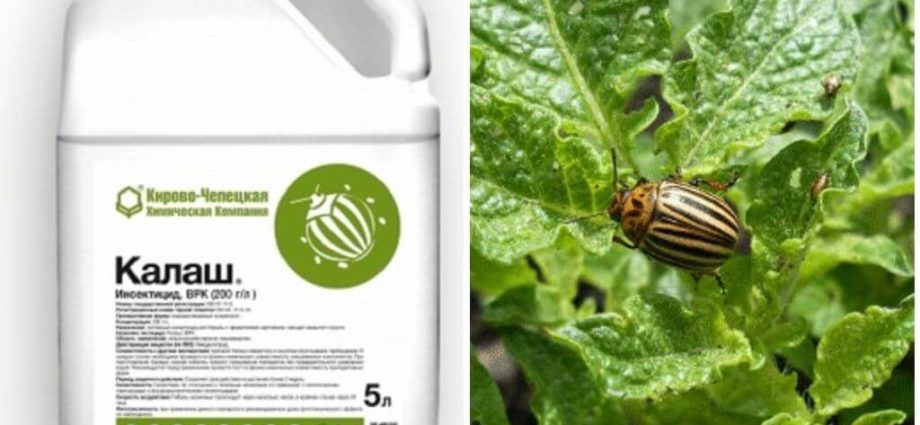 Remedy for the Colorado potato beetle Kalash: reviews 