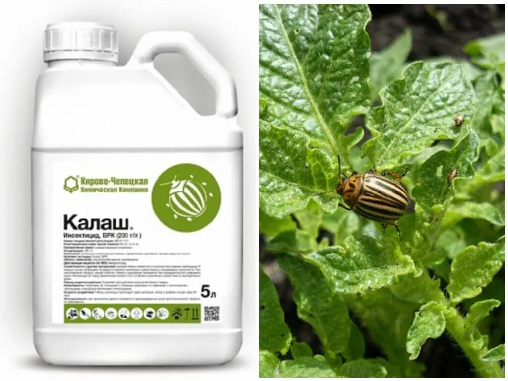 Remedy for the Colorado potato beetle Kalash: reviews 