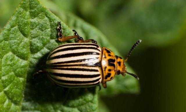 Remedy for the Colorado potato beetle Prestige 