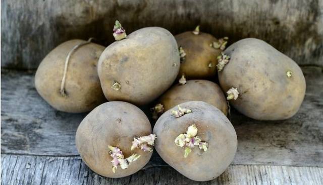 Remedy for the Colorado potato beetle Prestige 