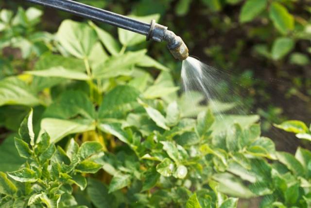 Remedy for the Colorado potato beetle Spark 