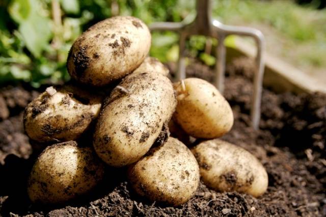 Remedy for the Colorado potato beetle Taboo 