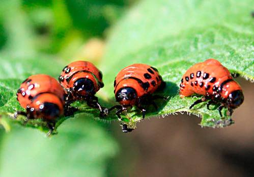 Remedy for the Colorado potato beetle Tanrek: reviews 