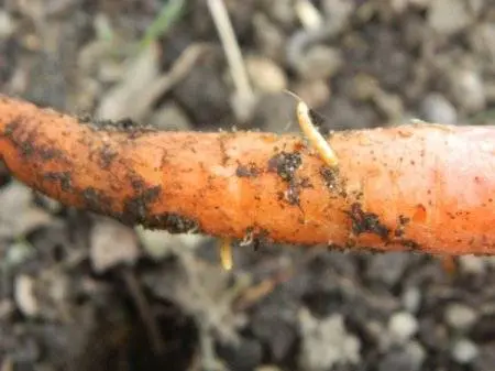 Remedy for wireworm Provotox