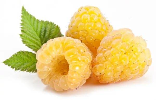 Remontant raspberries of yellow varieties: reviews