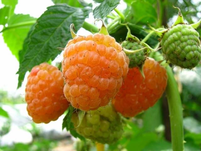 Remontant raspberries of yellow varieties: reviews