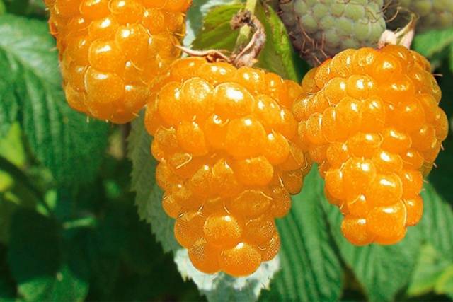 Remontant raspberries of yellow varieties: reviews