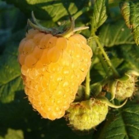 Remontant raspberries of yellow varieties: reviews