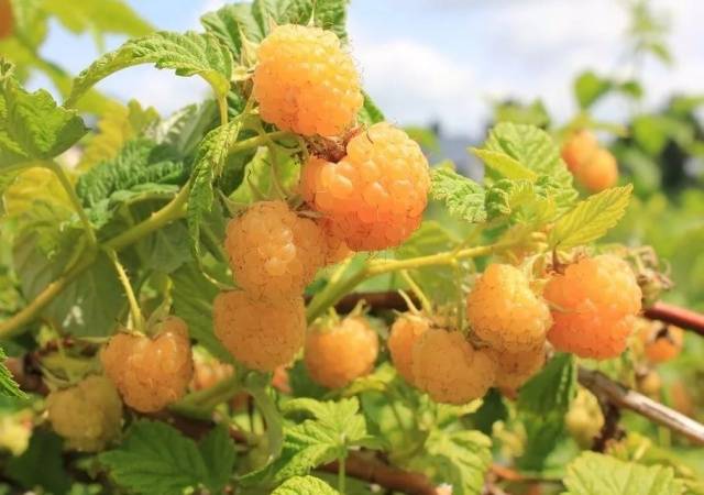 Remontant raspberries of yellow varieties: reviews