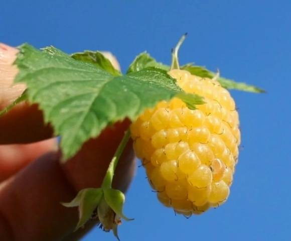 Remontant raspberries of yellow varieties: reviews