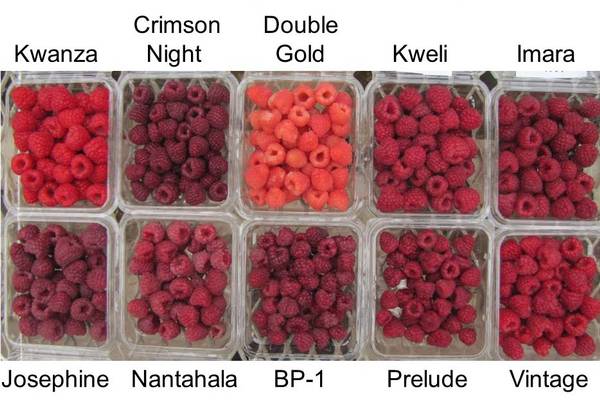 Remontant raspberries of yellow varieties: reviews