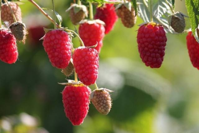 Remontant raspberry varieties for Siberia