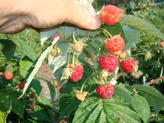 Remontant raspberry varieties for Siberia