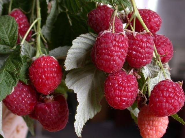 Remontant raspberry varieties for Siberia