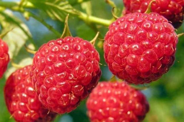 Remontant raspberry varieties for Siberia