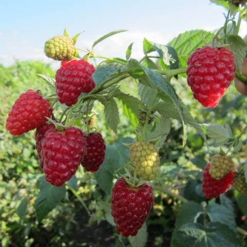 Remontant raspberry varieties for Siberia