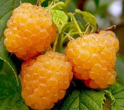 Remontant raspberry varieties for Siberia