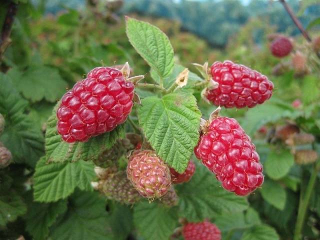 Remontant raspberry varieties for Siberia