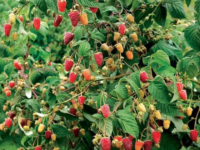 Remontant raspberry varieties for Siberia