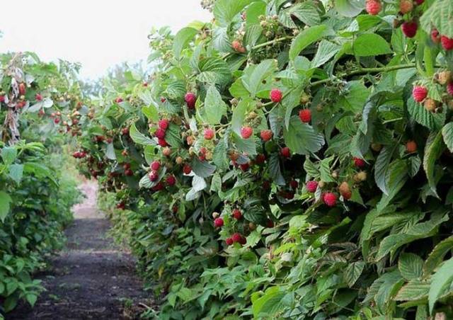 Remontant raspberry varieties for Siberia