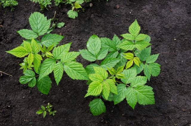 Remontant raspberry varieties for Siberia