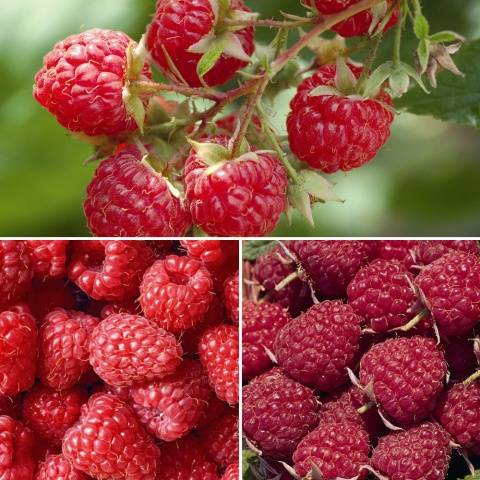 Remontant raspberry varieties for Siberia