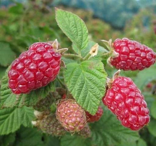 Remontant raspberry varieties for Siberia