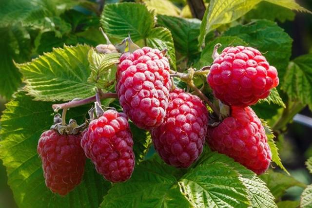 Remontant raspberry varieties for Siberia