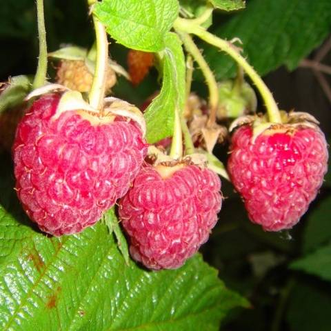 Remontant raspberry varieties for Siberia