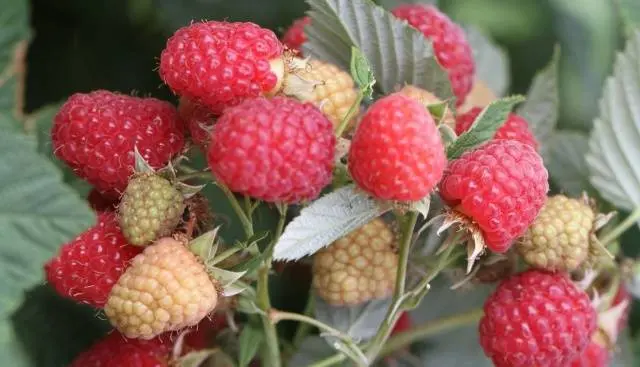 Remontant raspberry varieties for the Kuban