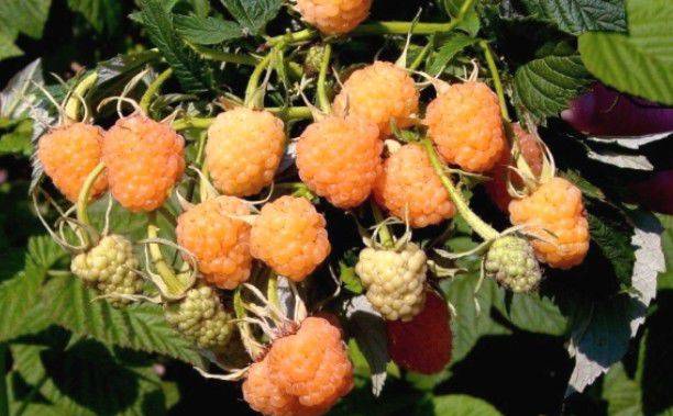 Remontant raspberry varieties for the Kuban