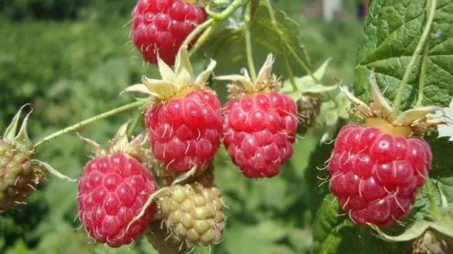 Remontant raspberry varieties for the Kuban