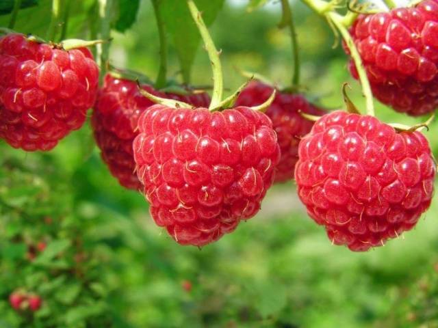 Remontant raspberry varieties for the Kuban