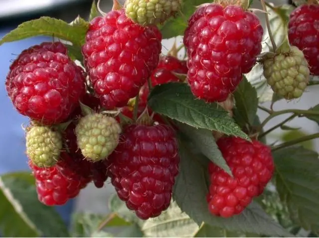 Remontant raspberry varieties for the Kuban