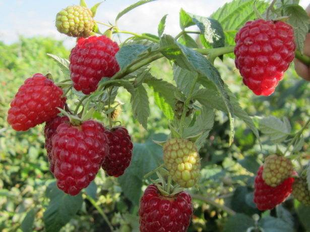 Remontant raspberry varieties for the Kuban