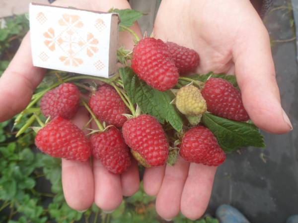 Remontant raspberry varieties for the Kuban