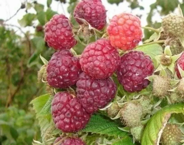 Remontant raspberry varieties for the Kuban