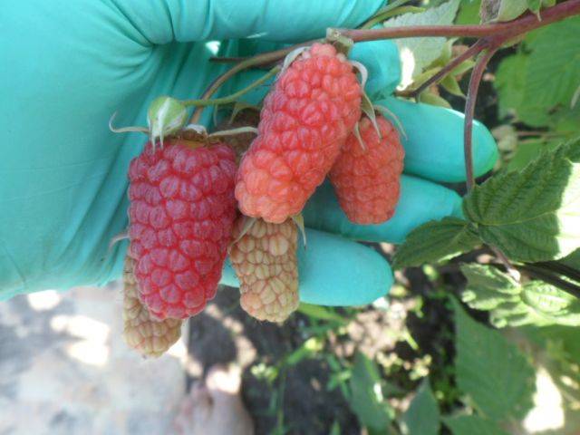 Remontant raspberry varieties for the Kuban