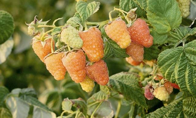 Remontant raspberry varieties for the Kuban