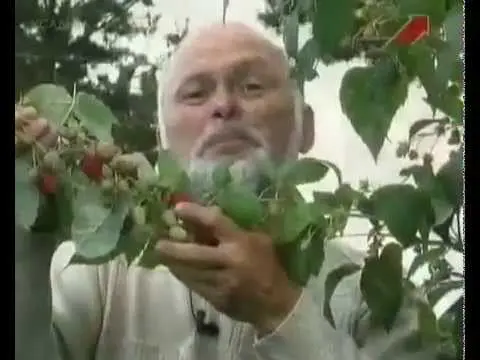 Remontant raspberry varieties for the Kuban