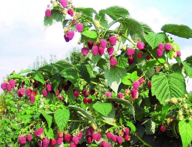 Remontant raspberry varieties for the Kuban