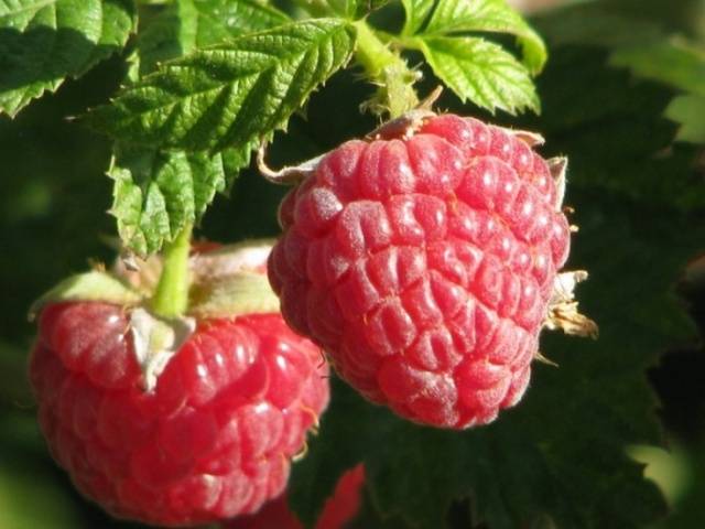 Remontant raspberry varieties for the Kuban