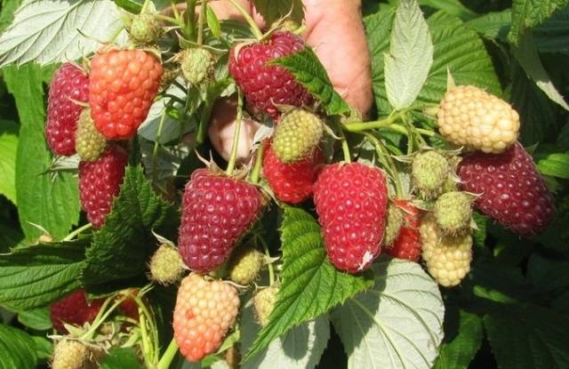 Remontant raspberry varieties for the Kuban