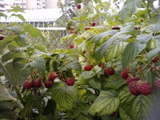 Remontant raspberry varieties for the Kuban