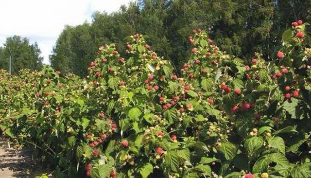 Remontant raspberry varieties for the Kuban