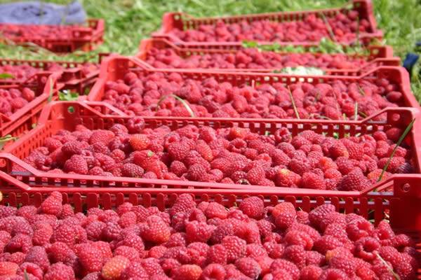 Remontant raspberry varieties for the Kuban