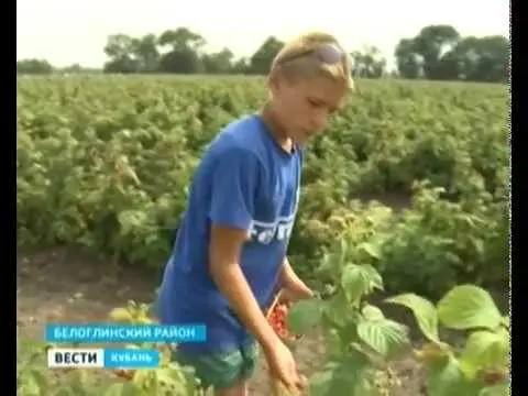 Remontant raspberry varieties for the Kuban