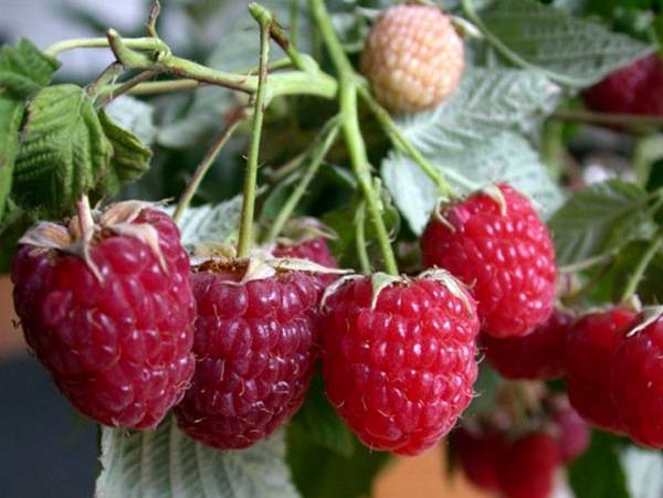 Remontant raspberry varieties for the Moscow region