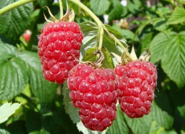 Remontant raspberry varieties for the Moscow region