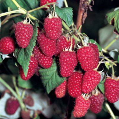 Remontant raspberry varieties for the Moscow region